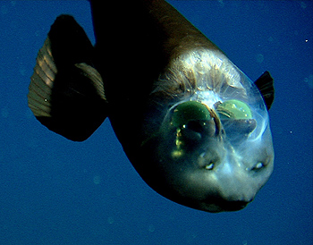 Macropinna Microstoma Mystery Solved - The Transparent Head And Tubular Eyes Of The Barreleye Fish